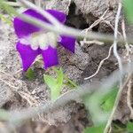 Maurandya barclayana Flor