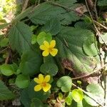 Viola sempervirens फूल