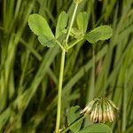 Trifolium michelianum Altres