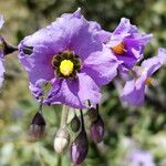 Solanum umbelliferum 花