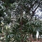 Afrocarpus falcatus Liść
