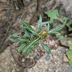 Xanthium spinosum Hábitos