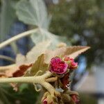 Ruizia cordata Flower