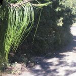 Pinus patula 葉