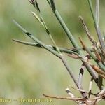 Poa glauca Corteccia