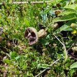 Aristolochia paucinervis ᱵᱟᱦᱟ