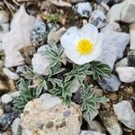 Ranunculus seguieri Flower