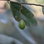 Microcos schmitzii Frucht