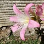 Amaryllis belladonna Flower