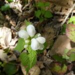 Lamium flexuosum Buveinė