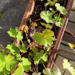 Geranium lanuginosum Blatt