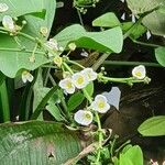 Echinodorus cordifolius Floare