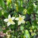 Barleria prionitis Kwiat