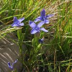 Gentianopsis ciliata Tervik taim