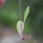 Tolpis umbellata Frunză