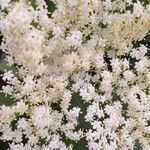 Sambucus canadensisফুল