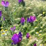 Echium sabulicolaFlors