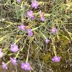 Dianthus hyssopifolius Květ