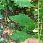 Spiraea chamaedryfoliaBlad