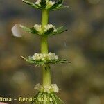 Myriophyllum verticillatum Други