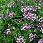 Osteospermum spp. Costuma