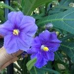 Solanum nudum Flower