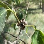 Celtis australis Fruit