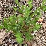 Oenothera laciniata पत्ता