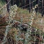 Artemisia austriaca 花