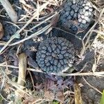 Sauromatum venosum Fruit