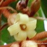 Pittosporum letocartiorum Flower