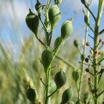 Camelina rumelica 果實