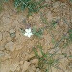 Dianthus gyspergerae Hábito