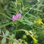 Vicia segetalis Žiedas