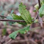 Potentilla nepalensis Leaf