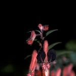 Cuphea hookeriana Blomma