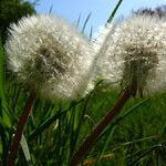 Taraxacum rubicundum Mbuma