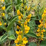 Crotalaria mitchellii Облик