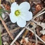 Arenaria montanaപുഷ്പം