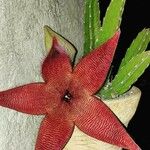 Stapelia gigantea Blad