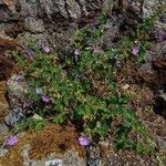 Geranium sylvaticum Natur