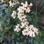 Ligustrum vulgare Flower