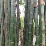 Dendrocalamus giganteus Bark