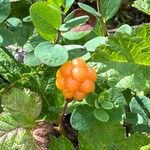 Rubus chamaemorus Frukto