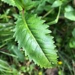 Rorippa amphibia Leaf