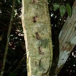 Schnella guianensis Kora