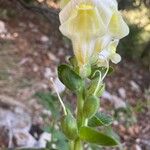 Antirrhinum latifolium Virág
