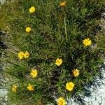 Inula ensifolia Flor