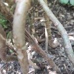 Kalanchoe daigremontiana Bark