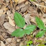 Rubus hispidus Leaf